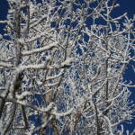 A Frosty Tree