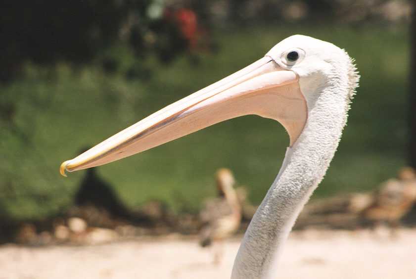 bigeye.jpg