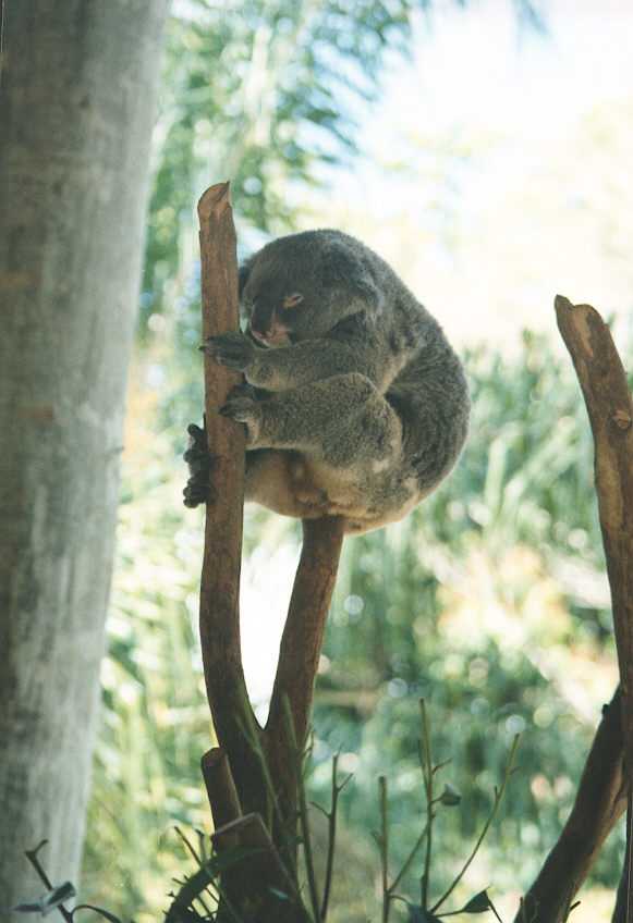 koala_alert.jpg