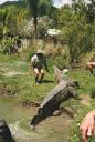 croc attack