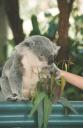 koala_excited.jpg