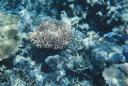 coral_light.jpg