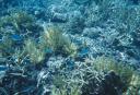 coral_light_fish.jpg