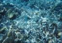coral_shadow.jpg