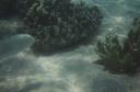 coral_fish_sand.jpg