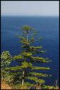tree asea