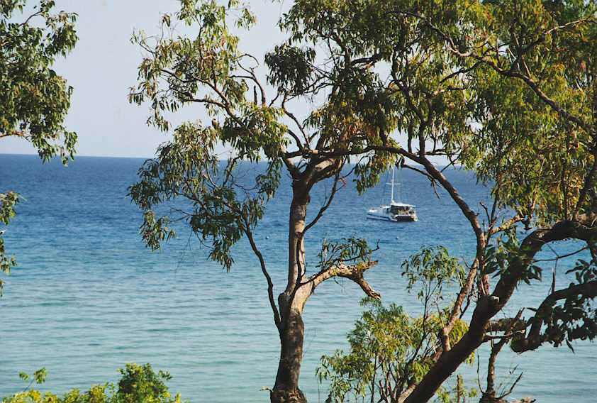 tree_with_boat.jpg