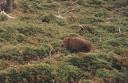 wombat