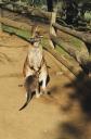 joey_and_roo.jpg