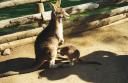 roo_and_joey.jpg