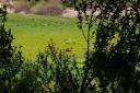 Bear In Meadow