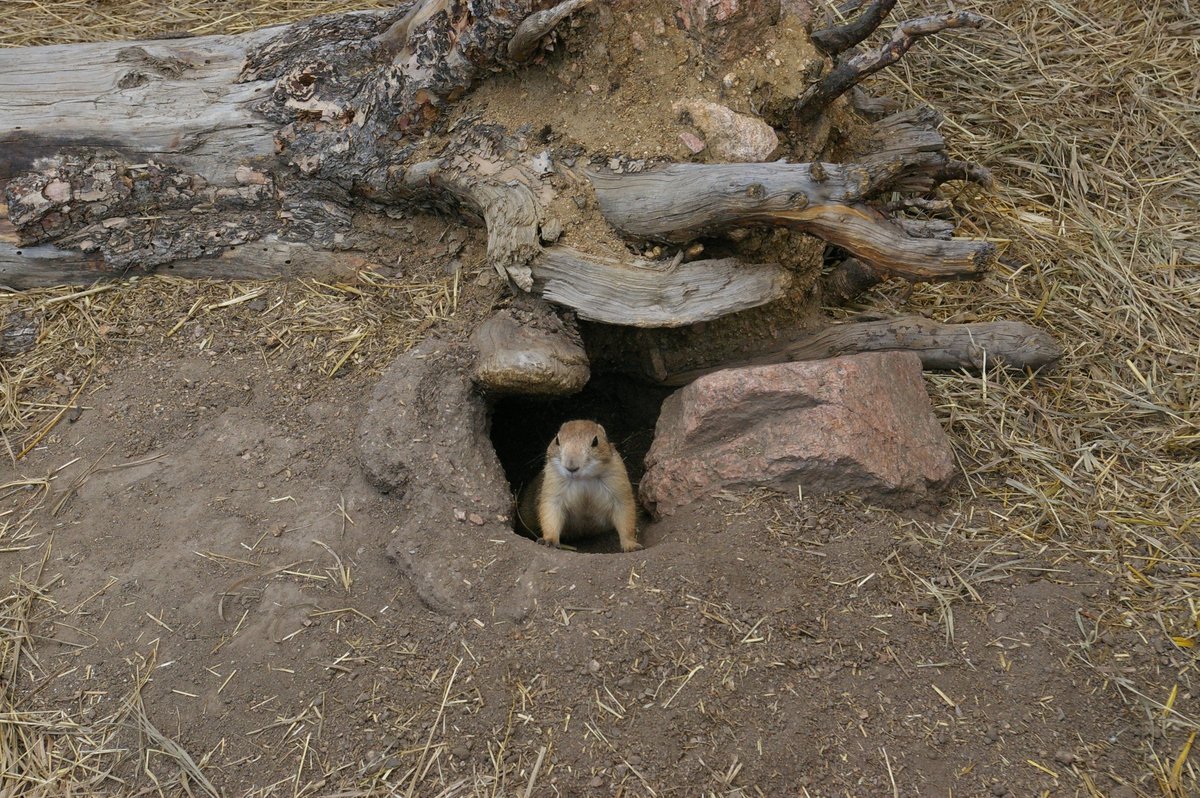 Prairie_Dog.jpg