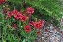 Autumn_Flowers.jpg