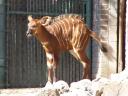 Bongo Baby