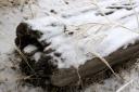 Icy_Log.png