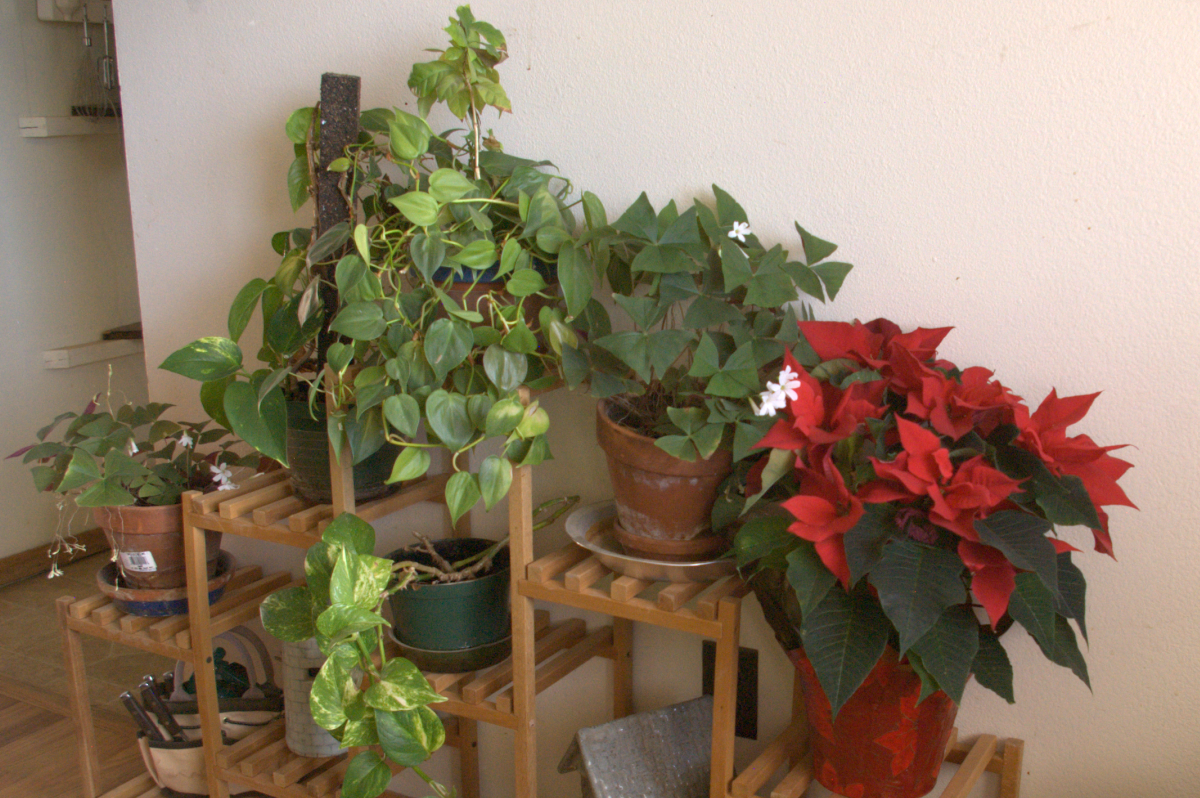 House_Plants.png