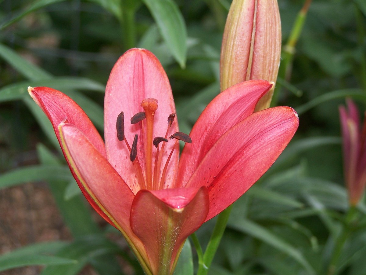 Lilium.jpg