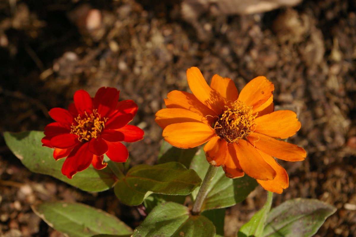 Zinnia.jpg