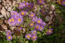 Asters