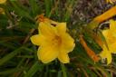 Day-lily_in_October.jpg