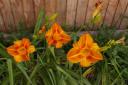 Day_Lilies.jpg