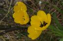 Yellow Tulips