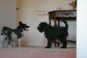Best Friends Forever