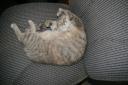 Rub_My_Tummy.jpg