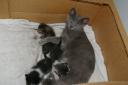 Wendy_and_Her_Kittens.jpg