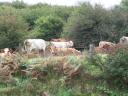 Cows in the Burrin