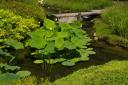 Lotus_-_Montreal_Botanical_Garden.jpg