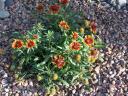 New Mexico