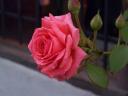 Rose.jpg
