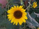 Sunflower.jpg