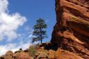 Pine_Tree.jpg