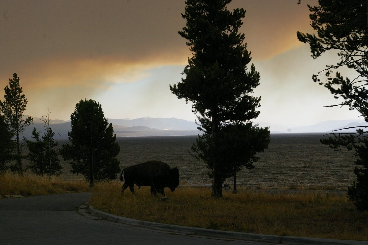 Bison_at_Lake_Hotel.jpg