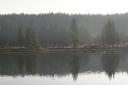 Bison Across Yellowstone River