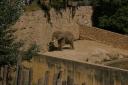 Elephant.jpg