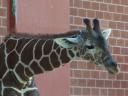 Giraffe.jpg