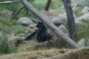 Lowland_Gorilla.jpg