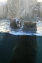 Playing_Grizzly_Bears.jpg