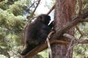 Porcupine.jpg