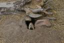 Prairie Dog