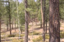20110430findtheelk.png
