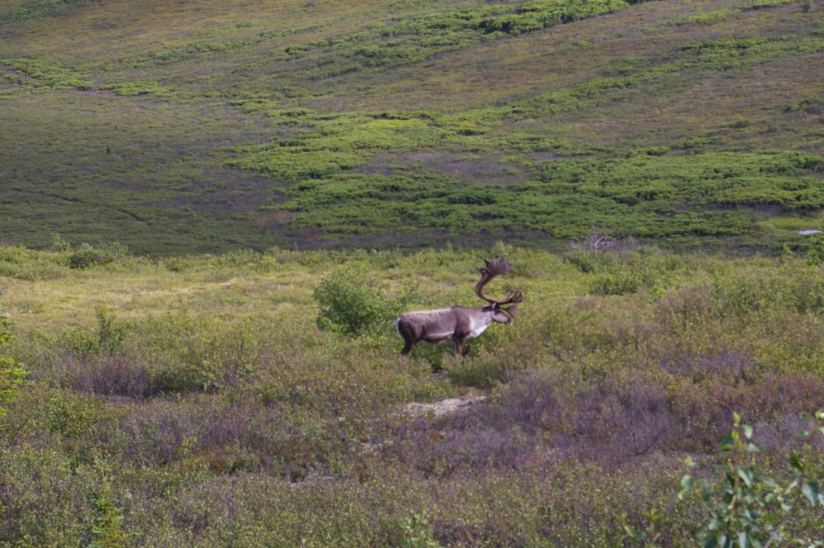 20110728caribou.png