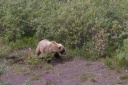 20110728bear.png