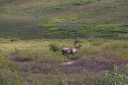 20110728caribou.png