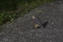 20110729falcon.png