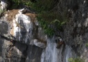 20110730puffinintherocks.png
