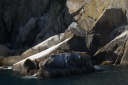 20110730stellarsealion.png